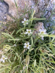 Silene sargentii