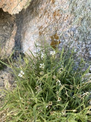 Silene sargentii