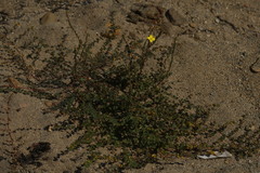 Camissoniopsis
