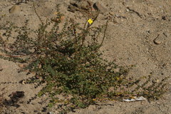 Camissoniopsis