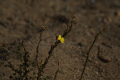Camissoniopsis