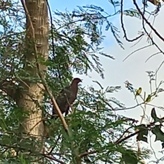 Patagioenas flavirostris