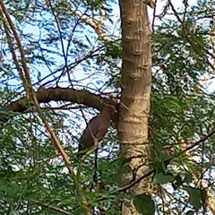 Patagioenas flavirostris