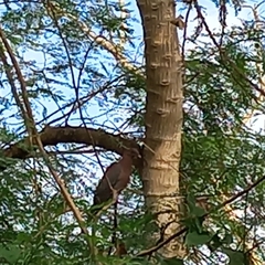 Patagioenas flavirostris