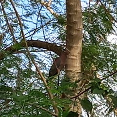 Patagioenas flavirostris