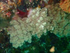 Eunephthya thyrsoidea
