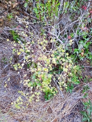 Ribes divaricatum pubiflorum