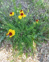 Helenium amarum badium