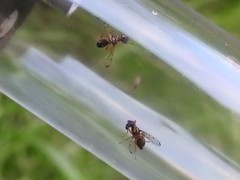 Rivellia maculipennis