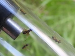 Rivellia maculipennis