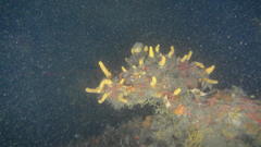 Parasphaerasclera aurea