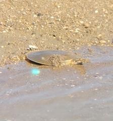 Apalone mutica mutica