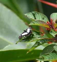 Catasticta sisamnus smalli