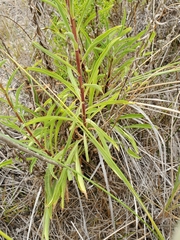 Solidago confinis
