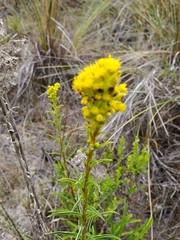 Solidago confinis