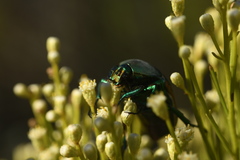 Cotinis mutabilis