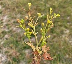 Ranunculus sceleratus sceleratus