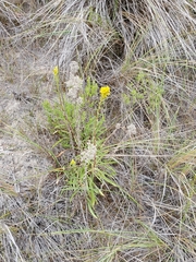Solidago confinis