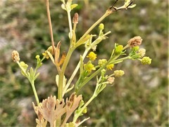 Ranunculus sceleratus sceleratus