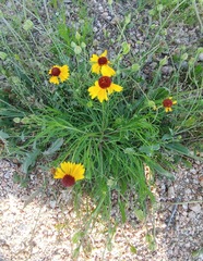 Helenium amarum badium