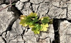 Ranunculus sceleratus sceleratus