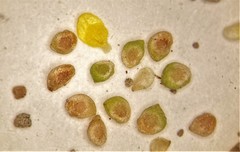 Ranunculus sceleratus sceleratus