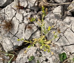 Ranunculus sceleratus sceleratus