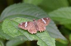 Celaenorrhinus eligius