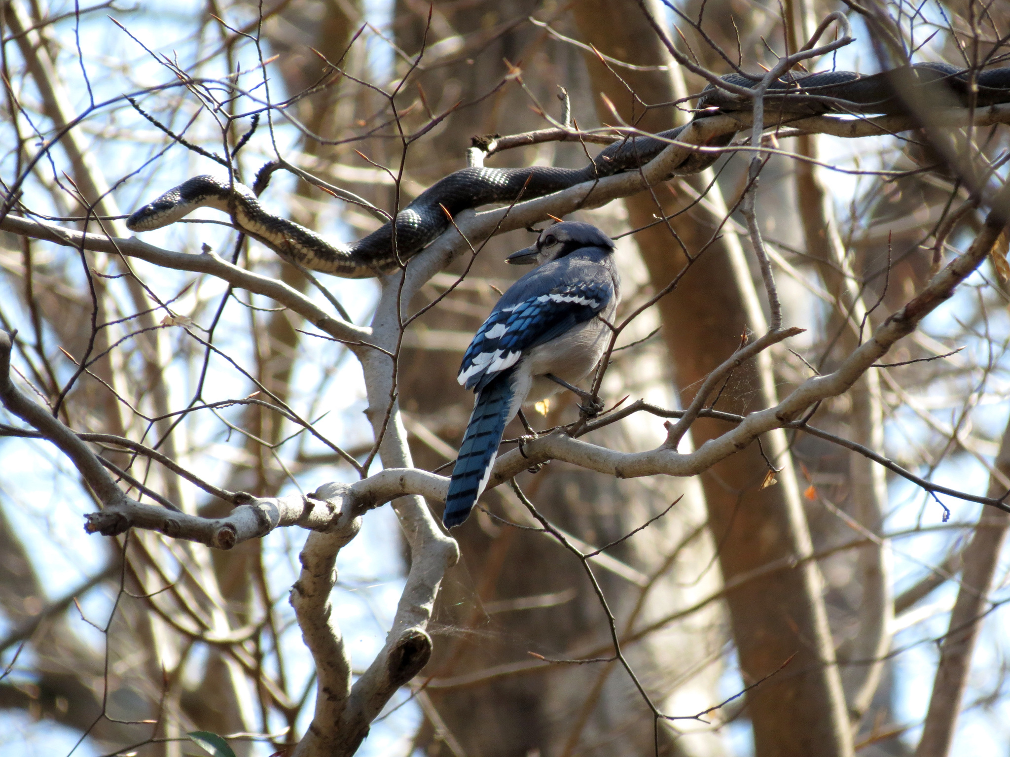 Blue Jay (Cyanocitta cristata)