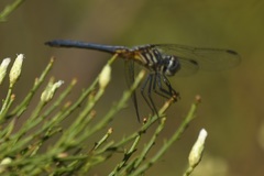 Pachydiplax longipennis