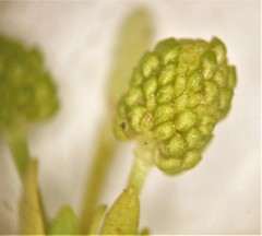 Ranunculus sceleratus sceleratus