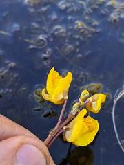 Utricularia intermedia
