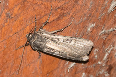 Actebia fennica