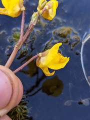 Utricularia intermedia