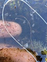 Utricularia intermedia