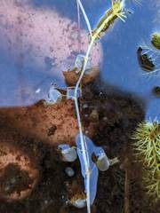 Utricularia intermedia