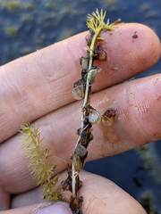 Utricularia intermedia