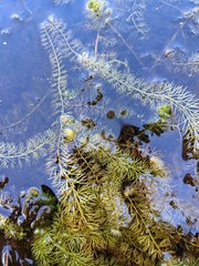 Utricularia intermedia
