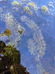 Utricularia intermedia