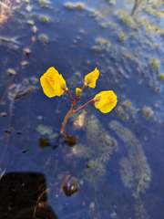 Utricularia intermedia