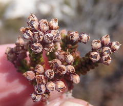 Erica petraea