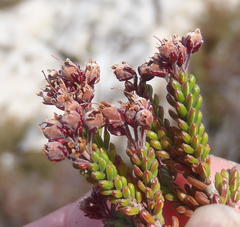 Erica petraea