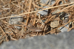 Uta stansburiana elegans