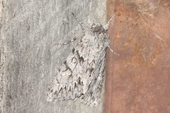 Andropolia contacta
