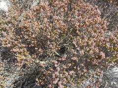 Erica petraea