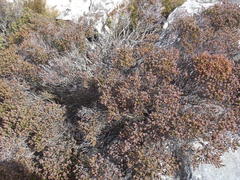 Erica petraea