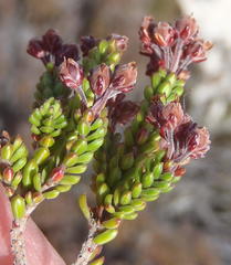 Erica petraea