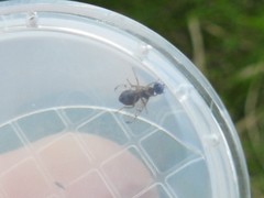 Rivellia maculipennis