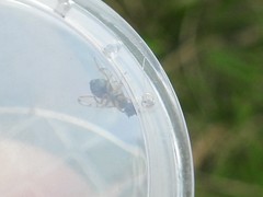 Rivellia maculipennis