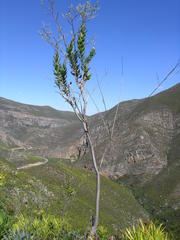 Osteospermum corymbosum